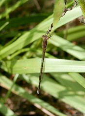 Sympecma fusca