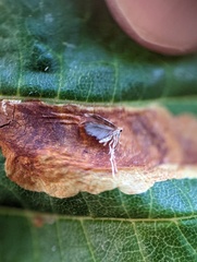 Cameraria ohridella