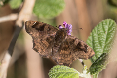 Nisoniades macarius