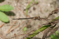 Sympecma fusca