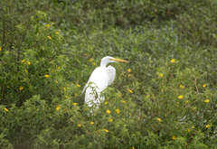 Ardea alba