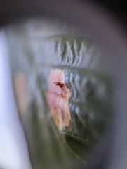 Cameraria ohridella