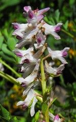 Corydalis caseana