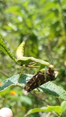 Stagmatoptera diana