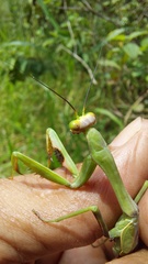 Stagmatoptera diana