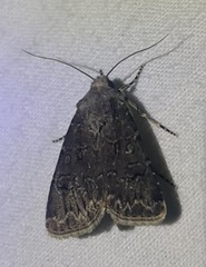 Agrotis bigramma