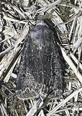 Agrotis bigramma