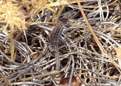 Podarcis carbonelli carbonelli