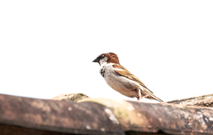 Passer domesticus