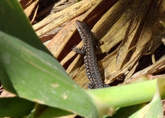 Podarcis carbonelli carbonelli