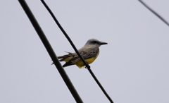 Tyrannus melancholicus