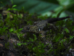 Gonatodes concinnatus