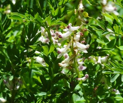 Corydalis caseana