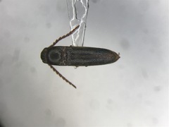 Dirrhagofarsus