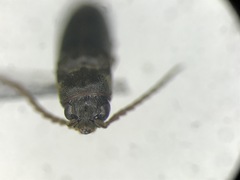 Dirrhagofarsus