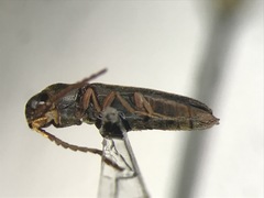 Dirrhagofarsus