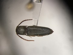 Dirrhagofarsus