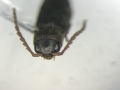 Dirrhagofarsus
