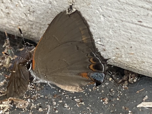 Red-banded Hairstreak, St. Vincent National Wildlife Refuge, photo 8 of 10