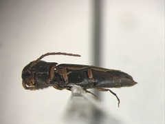 Dirrhagofarsus