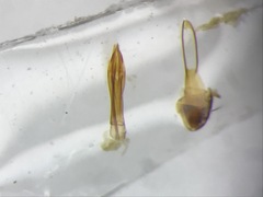 Dirrhagofarsus