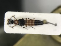 Laetulonthus laetulus