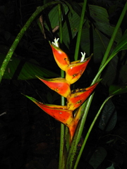 Heliconia stricta
