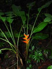 Heliconia stricta