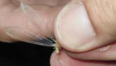 Neuroleon arenarius
