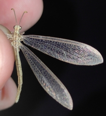 Neuroleon arenarius