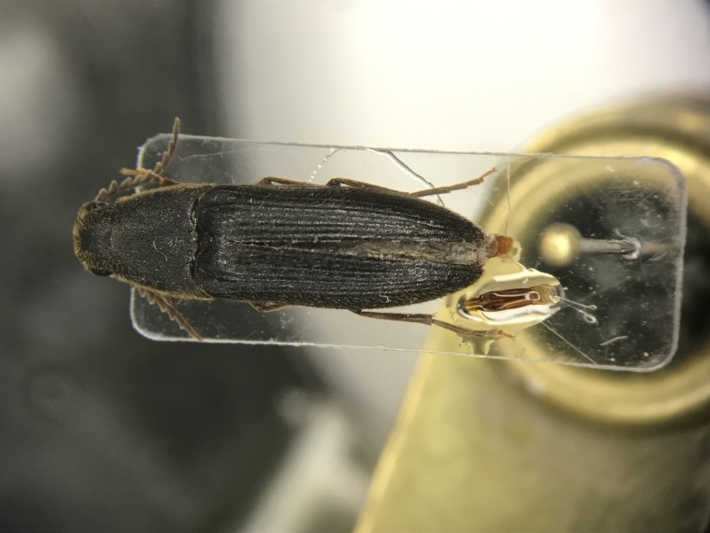 Onichodon canadensis