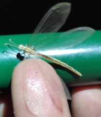 Neuroleon arenarius