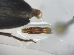 Onichodon canadensis