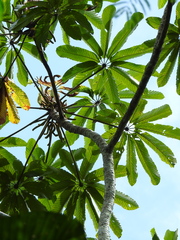 Cecropia sciadophylla