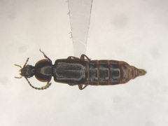 Acidota crenata