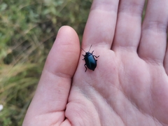 Chrysomelidae
