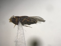 Sepedophilus cinctulus