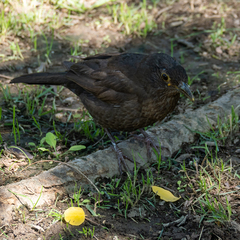 Turdus merula