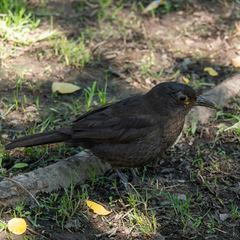 Turdus merula