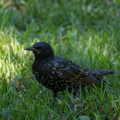 Sturnus vulgaris