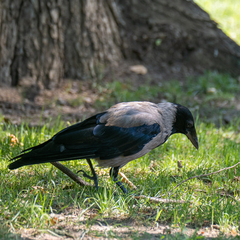 Corvus cornix