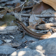 Podarcis muralis