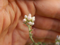 Antennaria luzuloides luzuloides