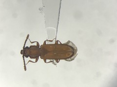 Pediacus subglaber
