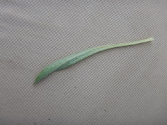 Antennaria luzuloides luzuloides