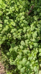 Urtica spatulata