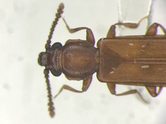 Pediacus subglaber