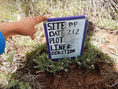 Antennaria luzuloides luzuloides