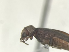Oligomerus