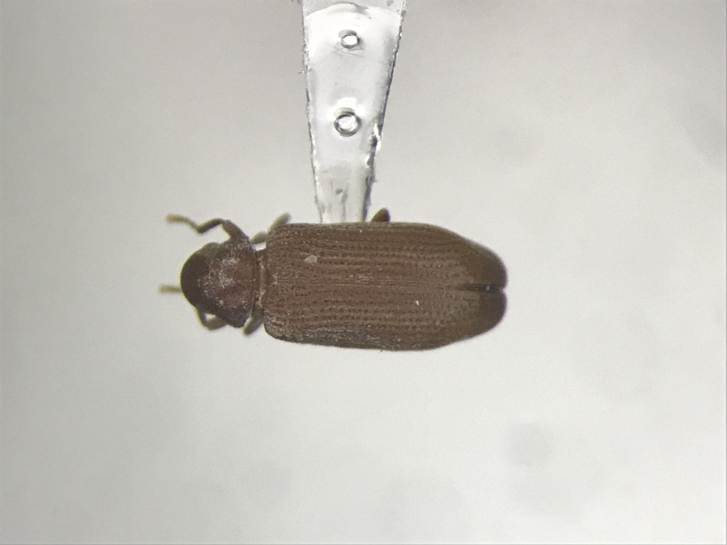 Hemicoelus pusillus